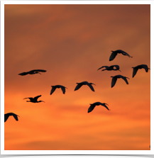 Glossy Ibis - Sunset Migration Glossy Ibis - Sunset Migration